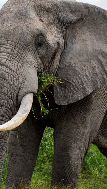 When you are on a sunset cruise and you hear the ranger announce there is a herd of elephants approaching the dam for a drink only for them to end up swimming across right in front of you🐘.

One word, breathtaking.